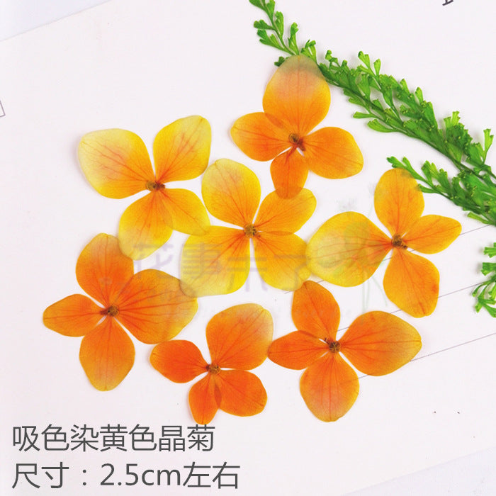 Nail Art Dry Flower Mix Color Mask Queen Nepal