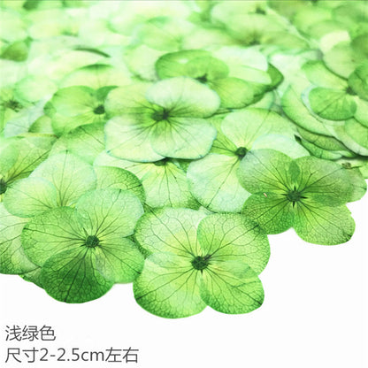 Nail Art Dry Flower Mix Color Mask Queen Nepal