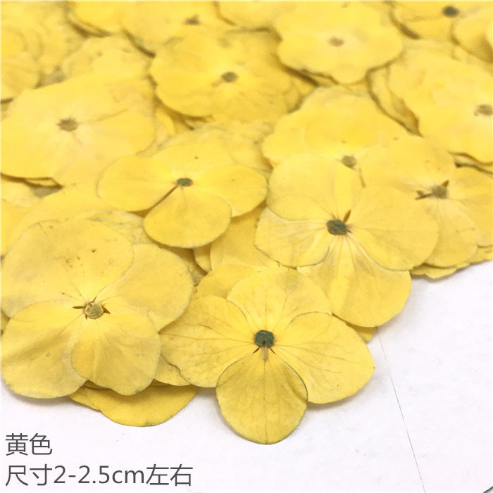 Nail Art Dry Flower Mix Color Mask Queen Nepal