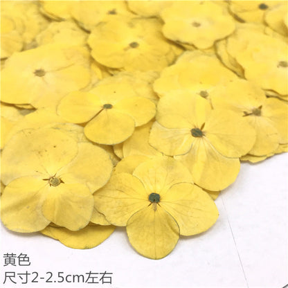 Nail Art Dry Flower Mix Color Mask Queen Nepal