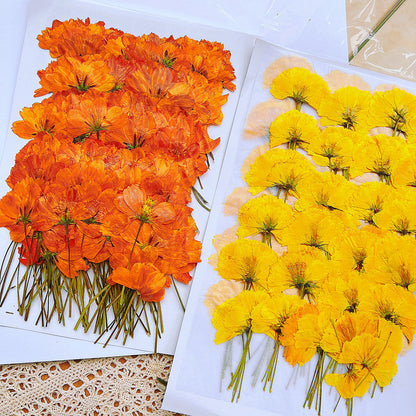 Nail Art Dry Flower Mix Color Mask Queen Nepal