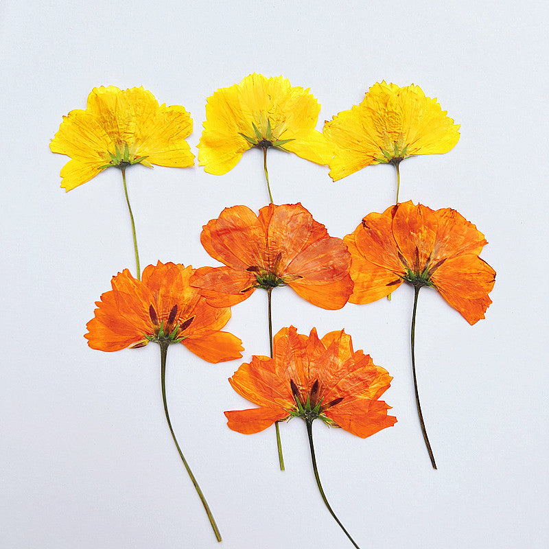 Nail Art Dry Flower Mix Color Mask Queen Nepal