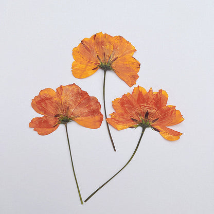 Nail Art Dry Flower Mix Color Mask Queen Nepal