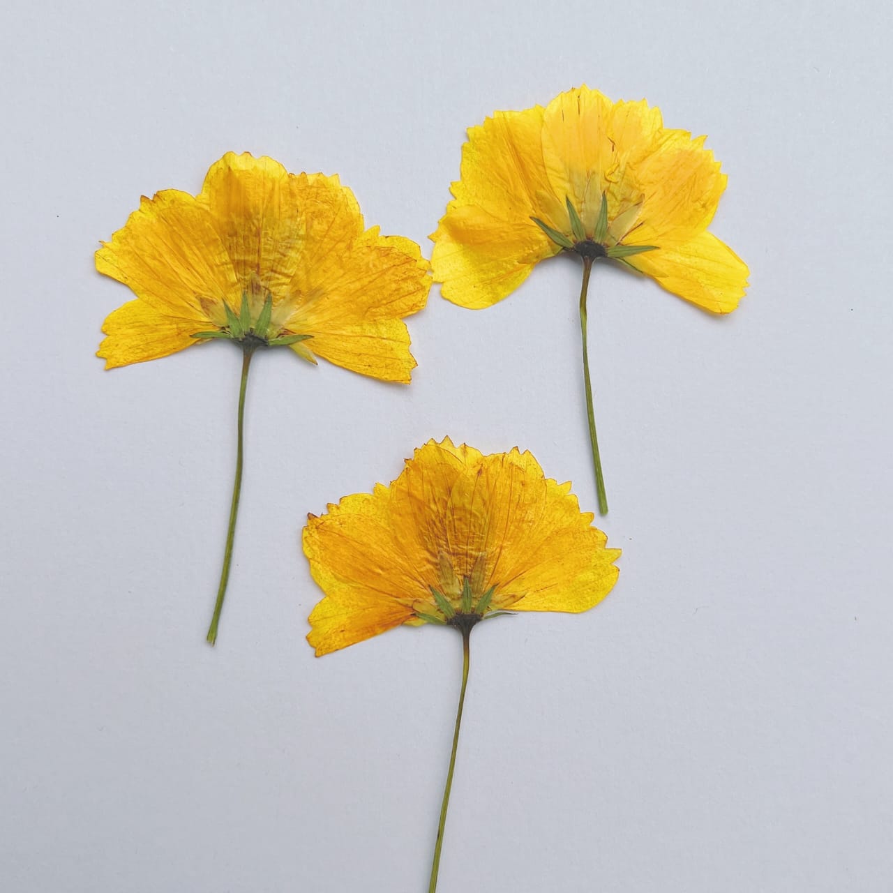 Nail Art Dry Flower Mix Color Mask Queen Nepal