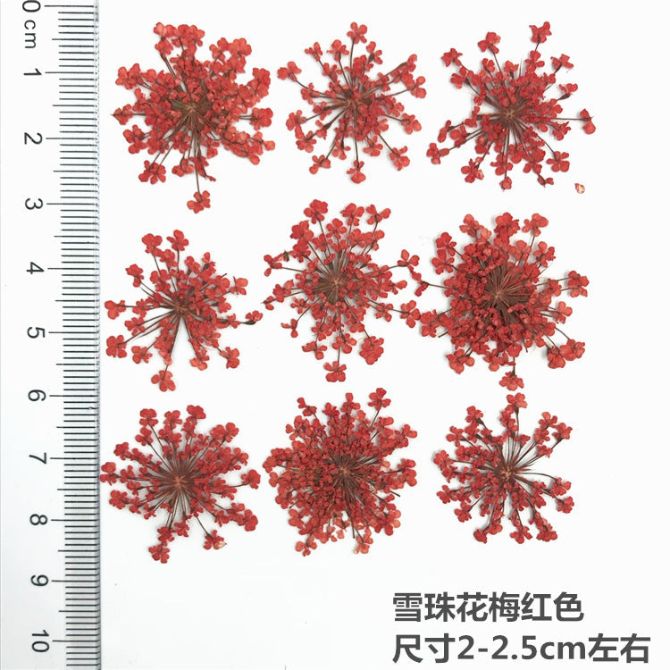 Nail Art Dry Flower Mix Color Mask Queen Nepal