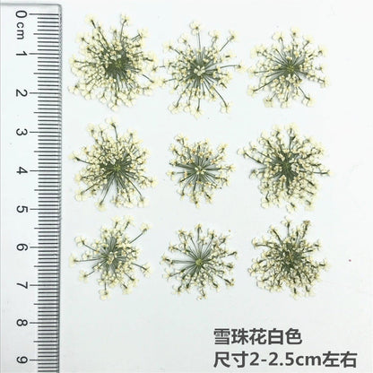 Nail Art Dry Flower Mix Color Mask Queen Nepal