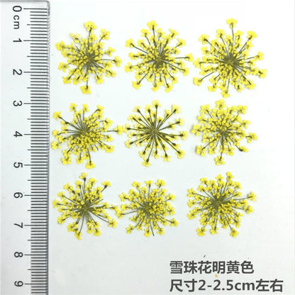 Nail Art Dry Flower Mix Color Mask Queen Nepal