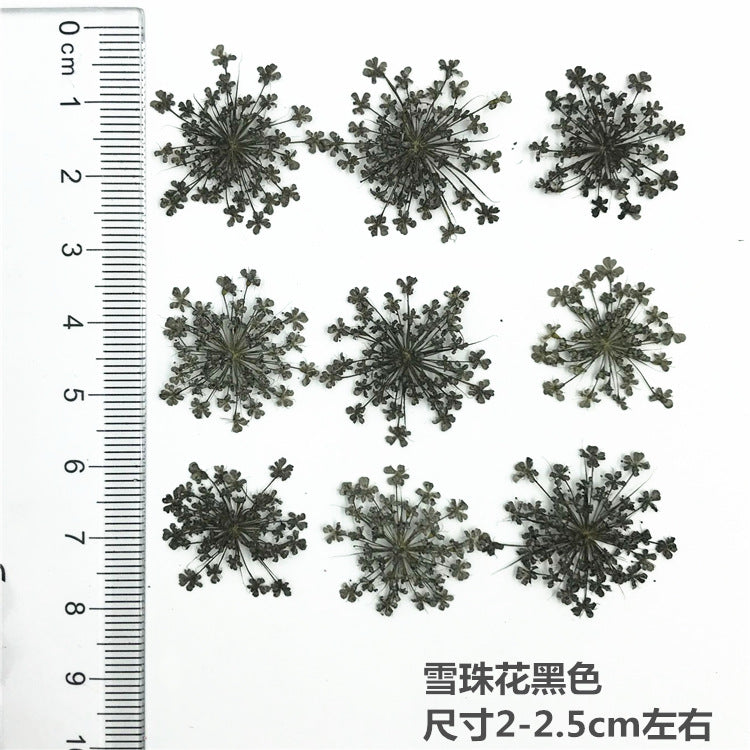 Nail Art Dry Flower Mix Color Mask Queen Nepal