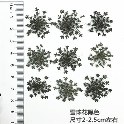 Nail Art Dry Flower Mix Color Mask Queen Nepal