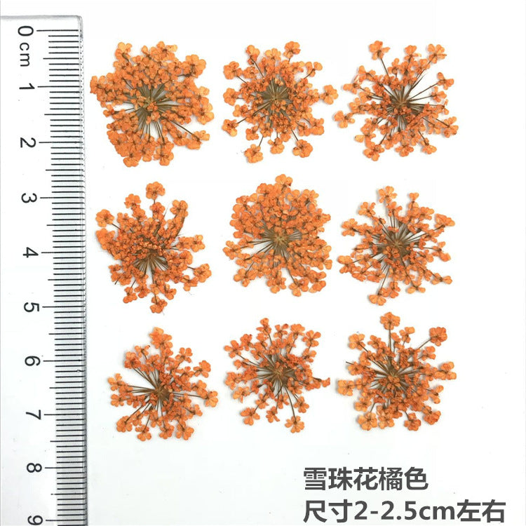 Nail Art Dry Flower Mix Color Mask Queen Nepal