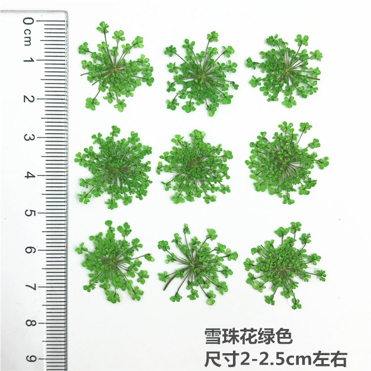 Nail Art Dry Flower Mix Color Mask Queen Nepal