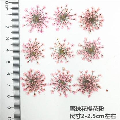 Nail Art Dry Flower Mix Color Mask Queen Nepal