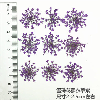 Nail Art Dry Flower Mix Color Mask Queen Nepal