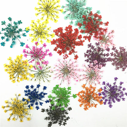 Nail Art Dry Flower Mix Color Mask Queen Nepal