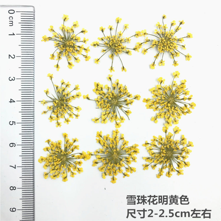 Nail Art Dry Flower Mix Color Mask Queen Nepal